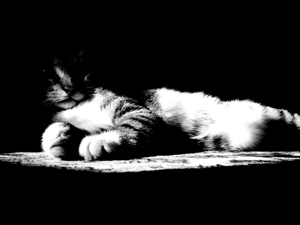 Котик в тени обои