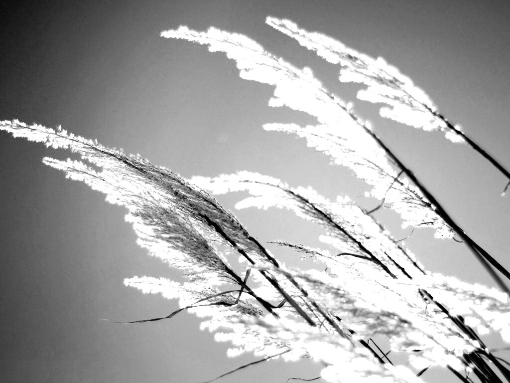 Солнце играет на степном ковыле обои