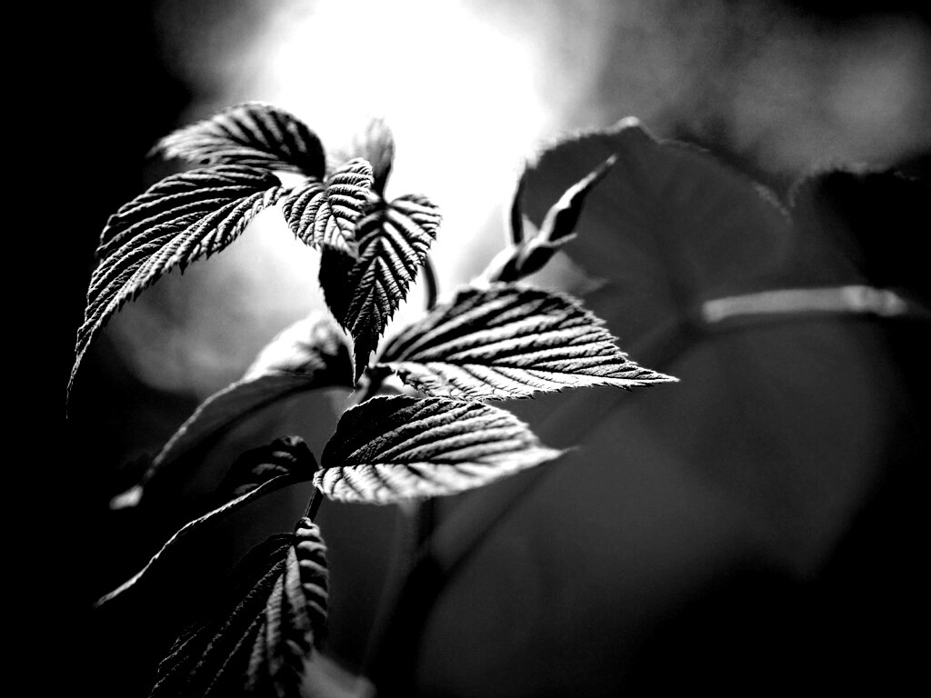 Листья малины обои