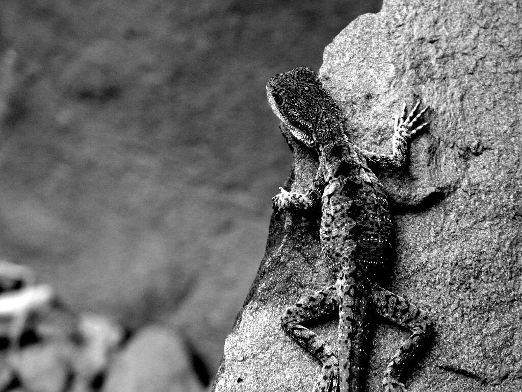 Ящерица на камне обои