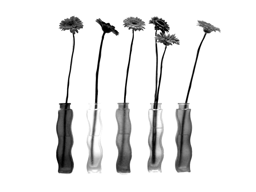 Герберы в изогнутых вазах обои