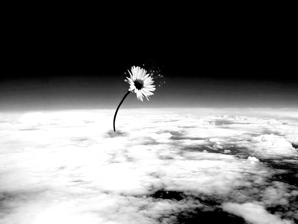 Ромашка в стратосфере обои