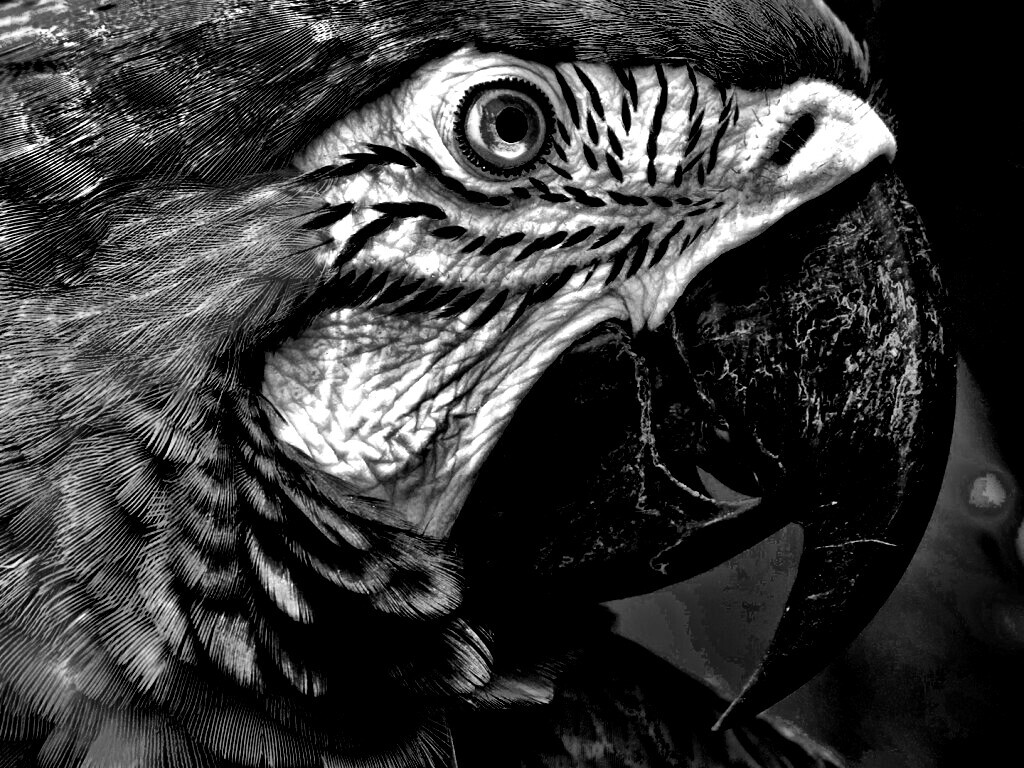 Попугай обои