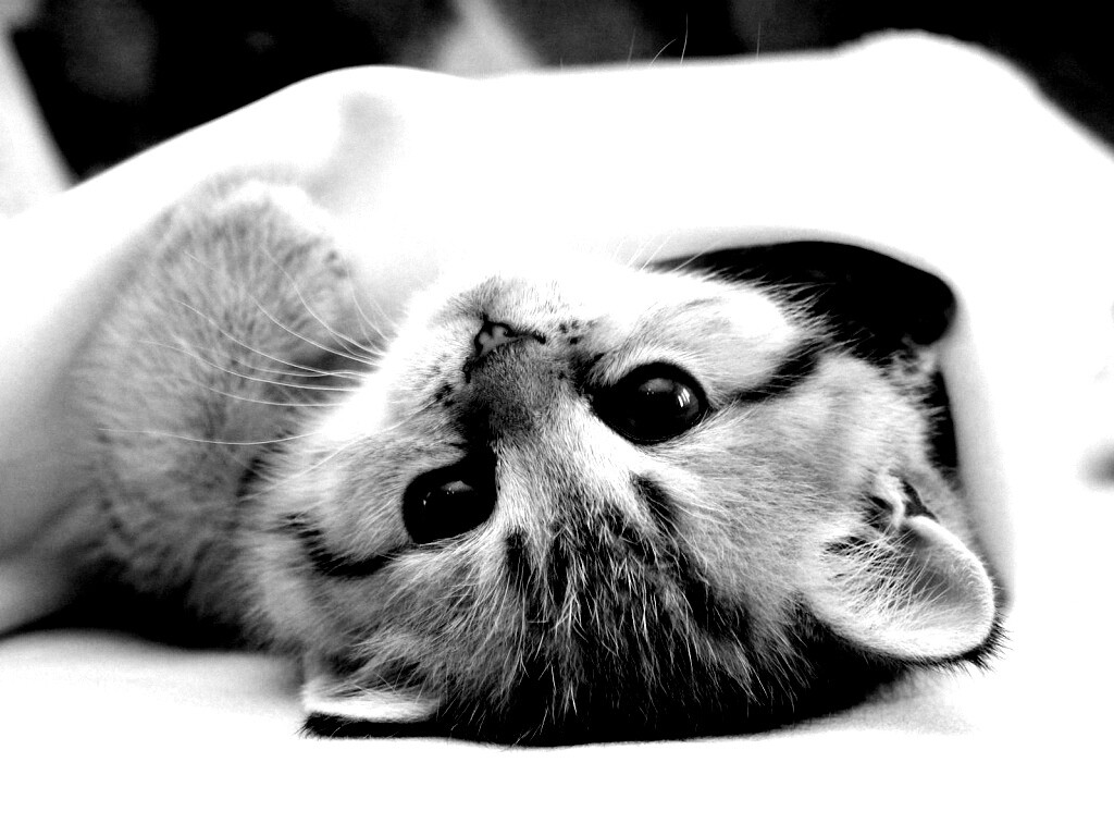 Котёнок вверх ногами обои