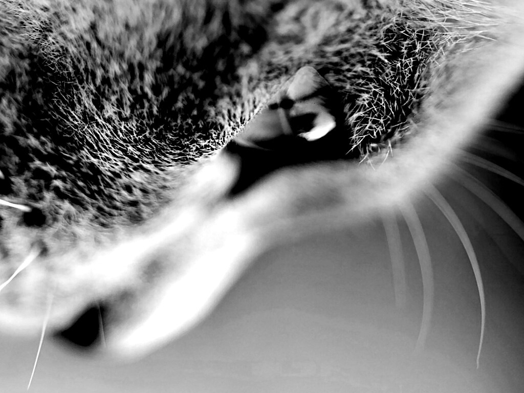Макро фото мордашки кота обои