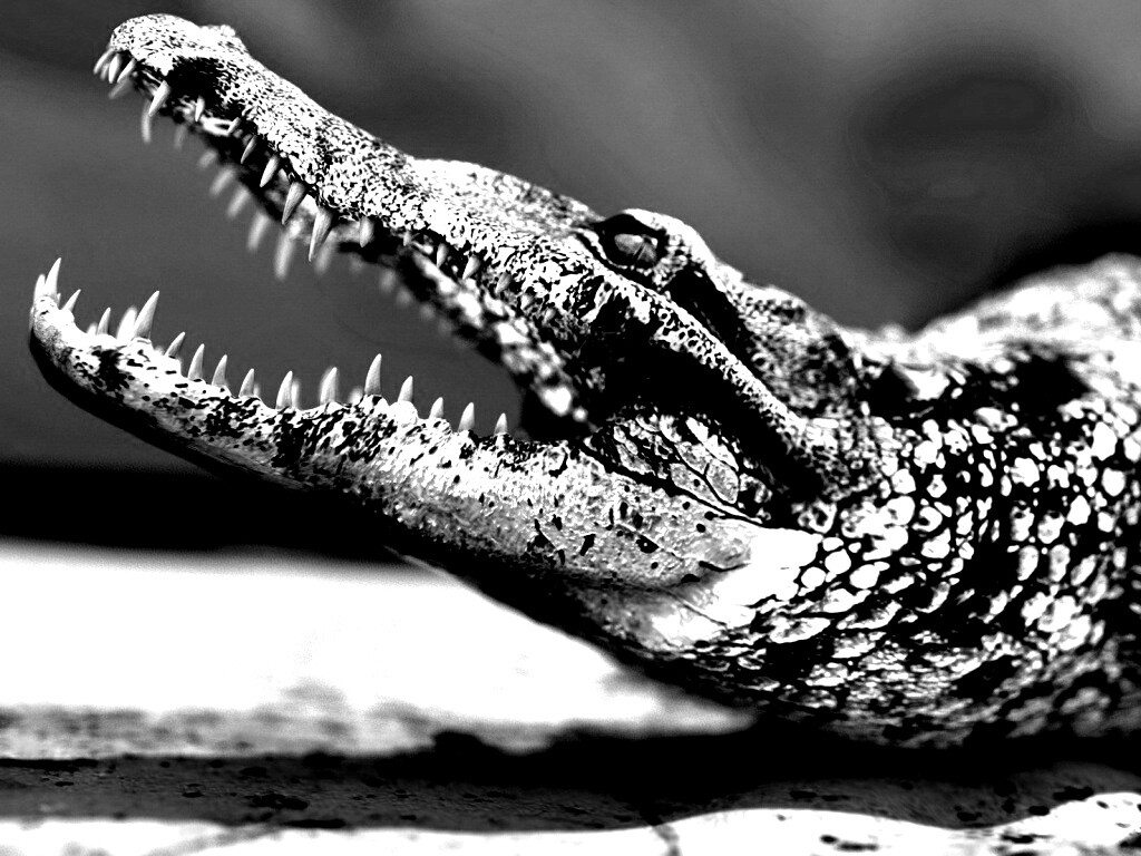 Крокодил разинул пасть обои