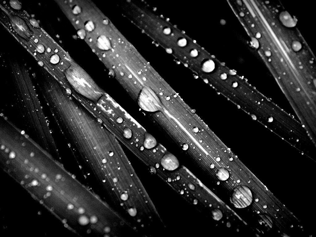 Капли на траве обои