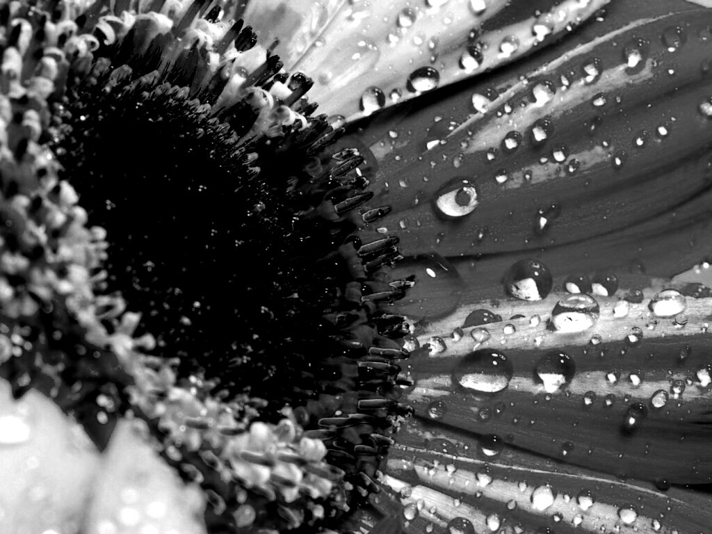 Цветик семицветик обои