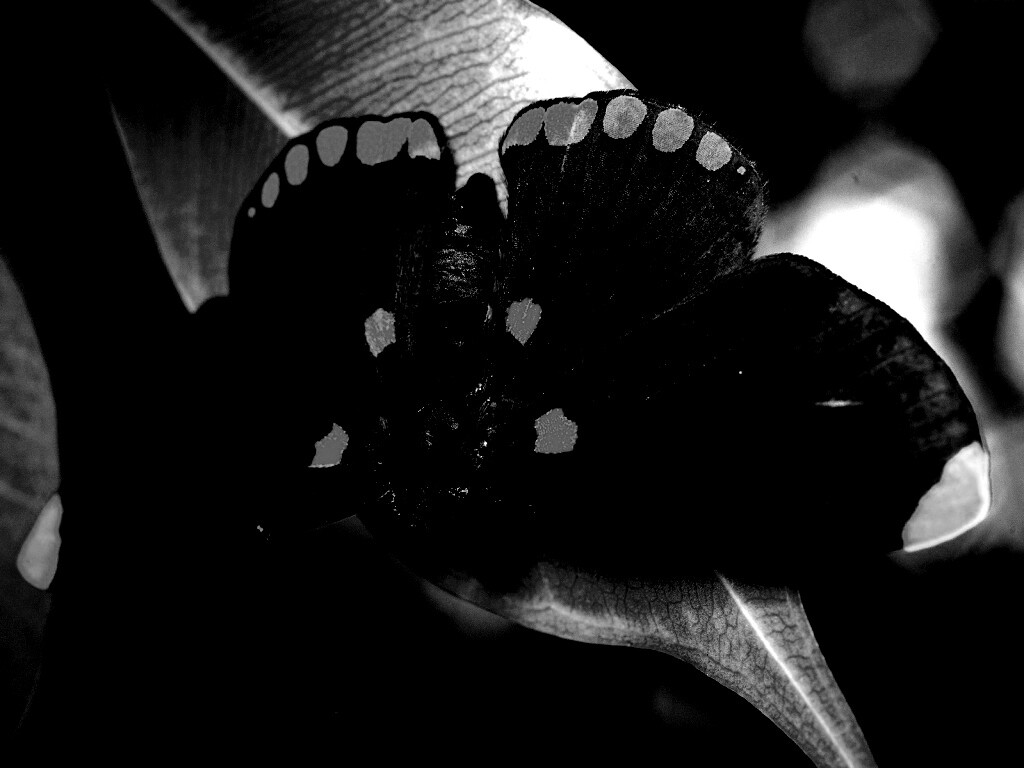 Бабочка на листе обои