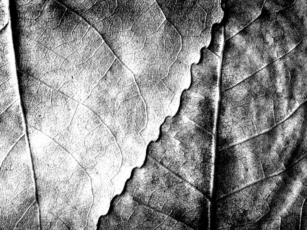 Текстура желтых увядших листьев обои