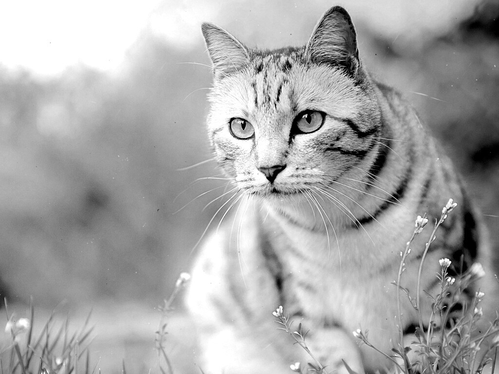 Кот в теплых тонах обои