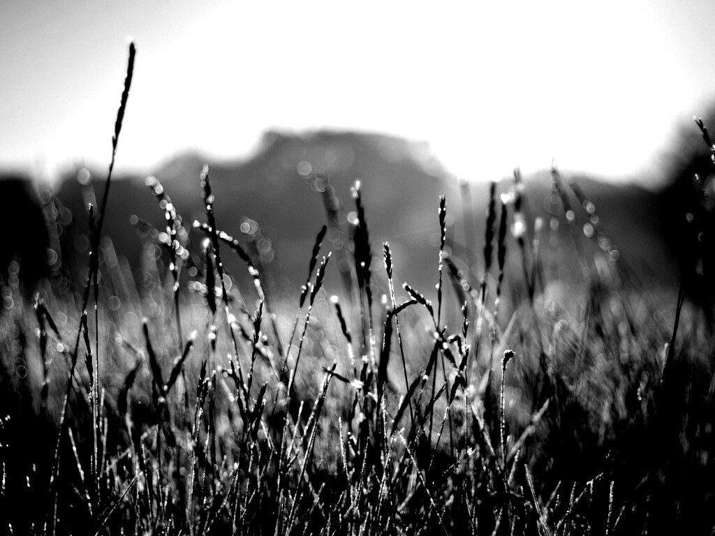 Поле пшеницы обои