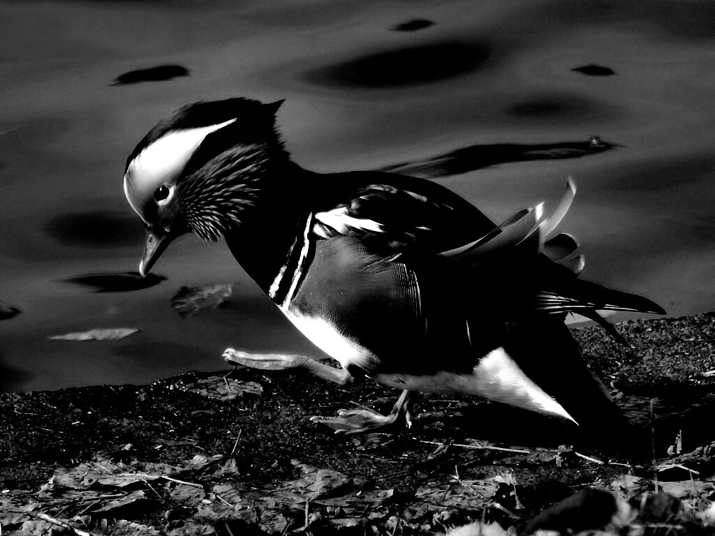 Уточка - мандаринка обои