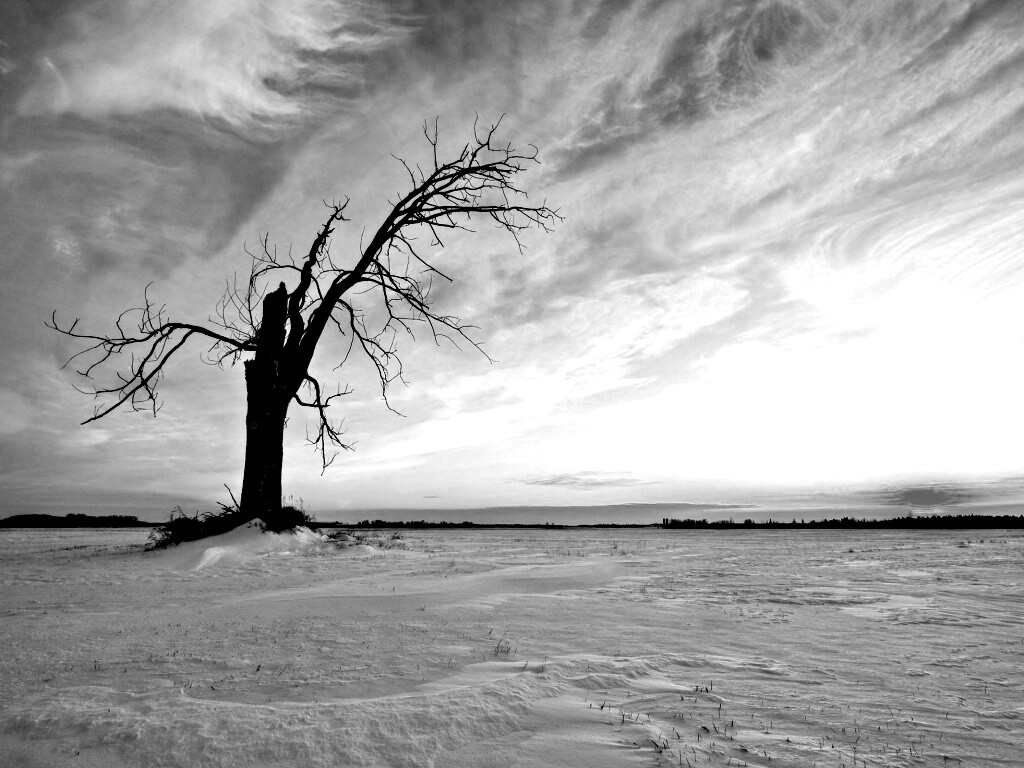 Сломанное дерево в снежной тундре обои