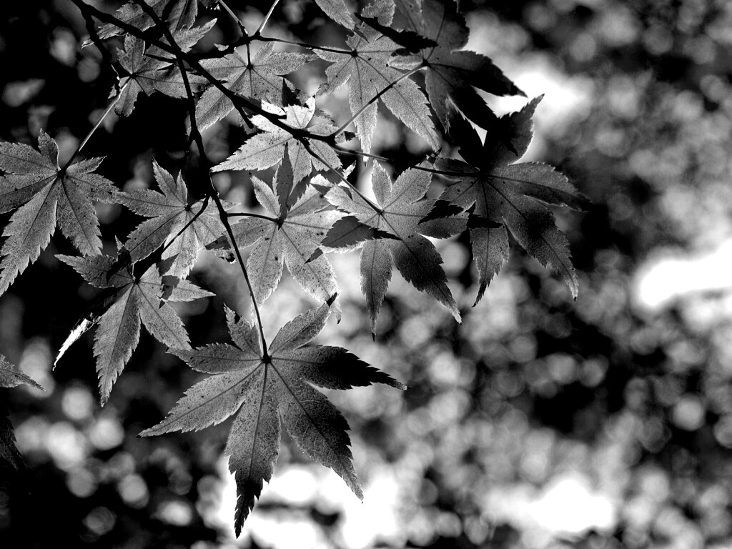 Осенние листья обои