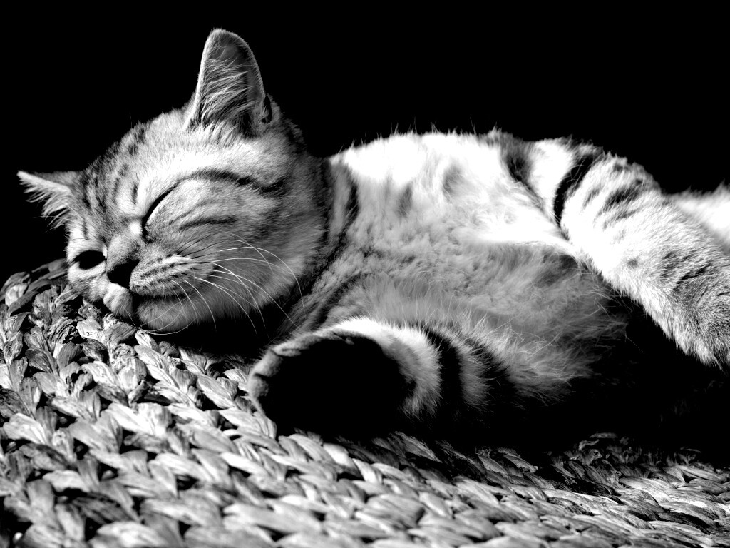 Пушистый кот спит на корзине обои