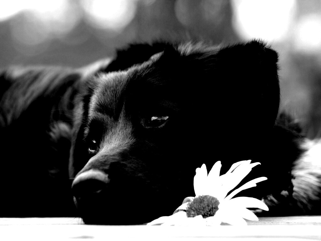 Собака с ромашкой обои