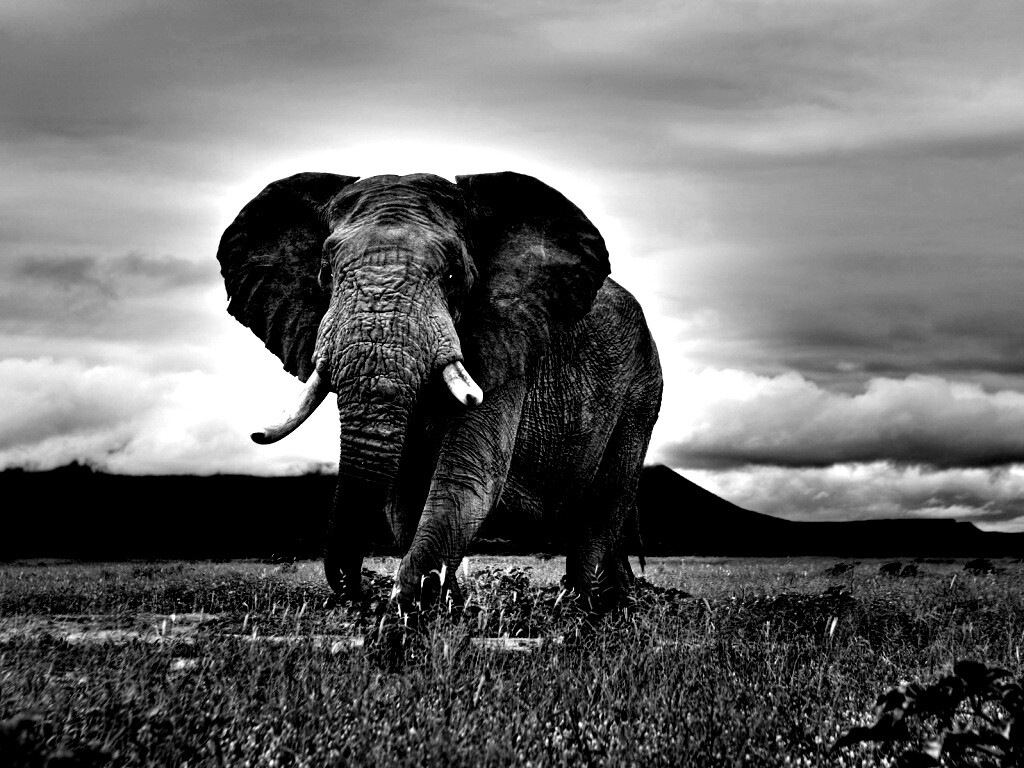 Слон на прогулке обои