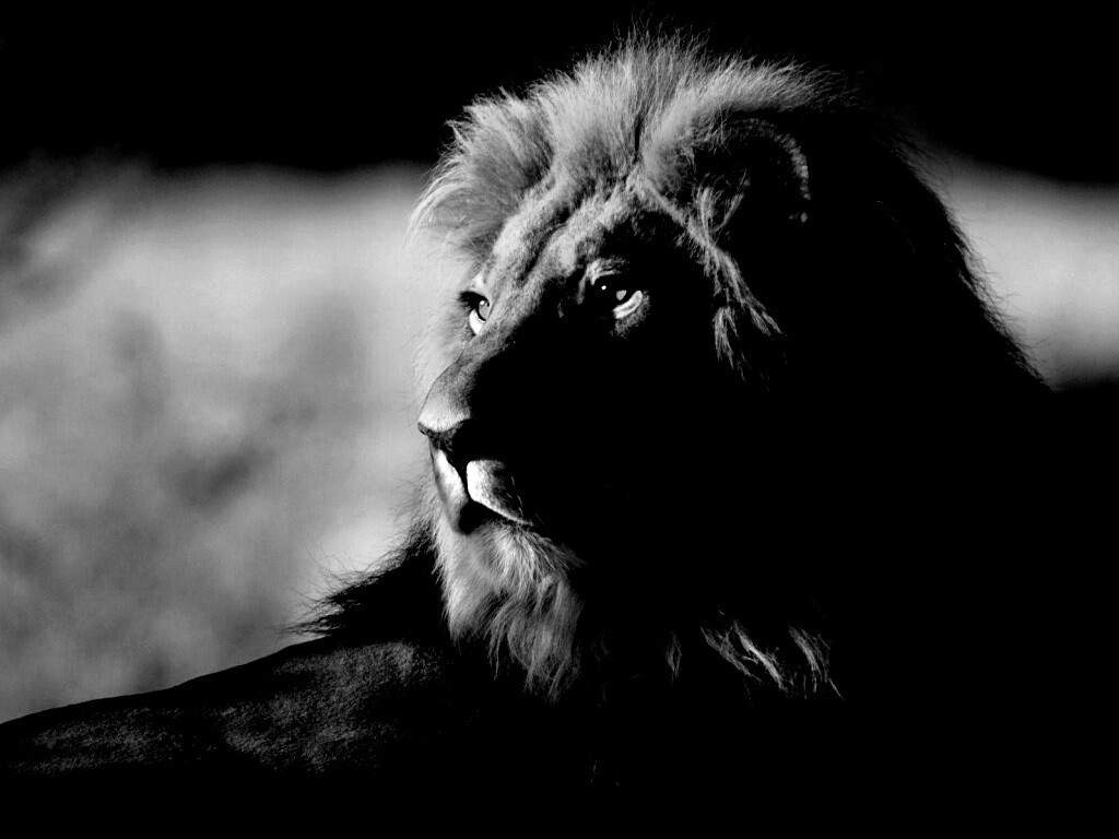 Царь зверей обои