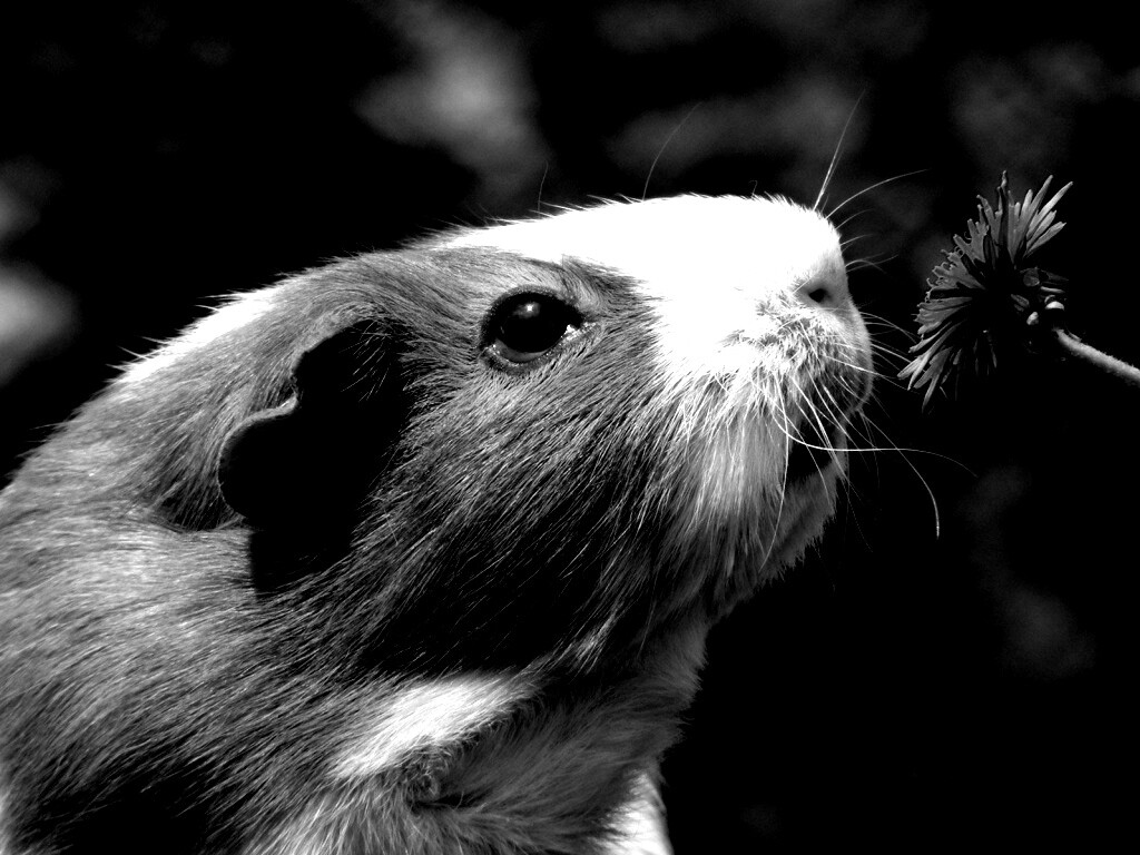 Морская свинка - романтик обои