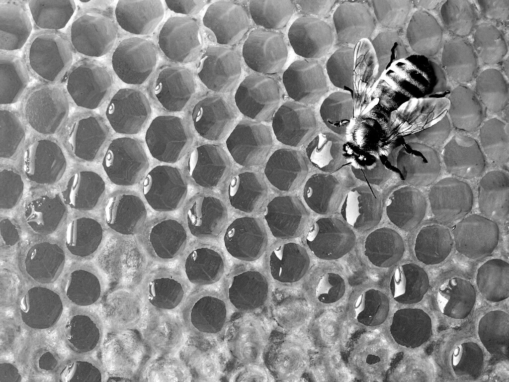 Пчела на сотах с медом обои