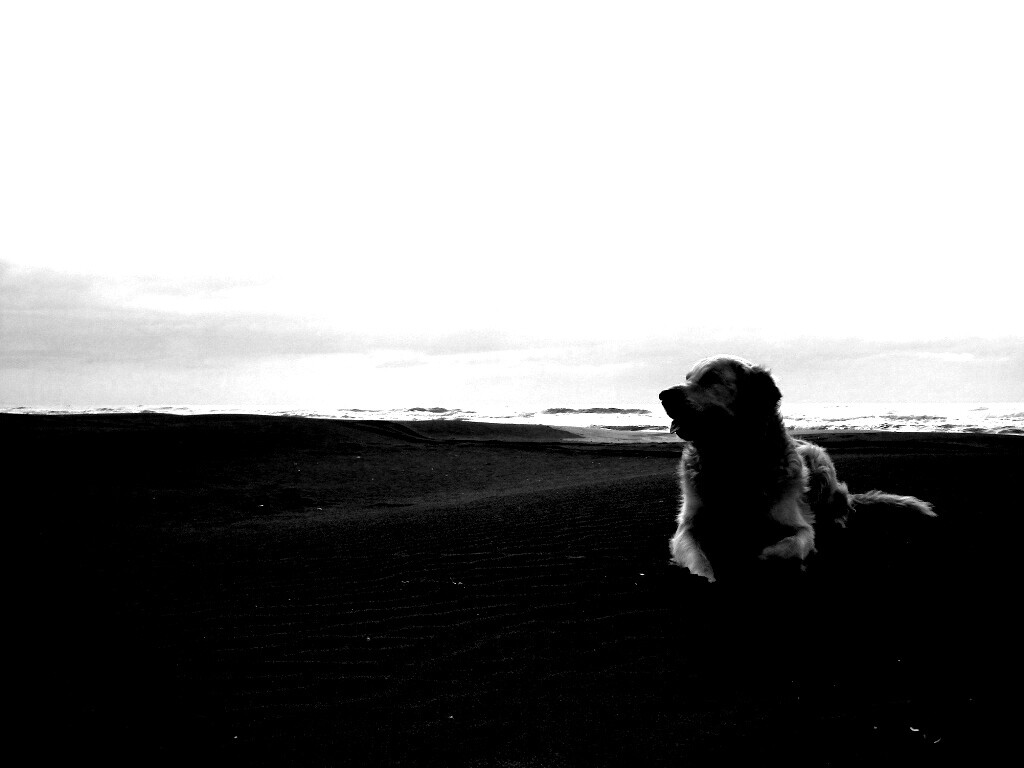 Красивая собака на оранжевом песке обои