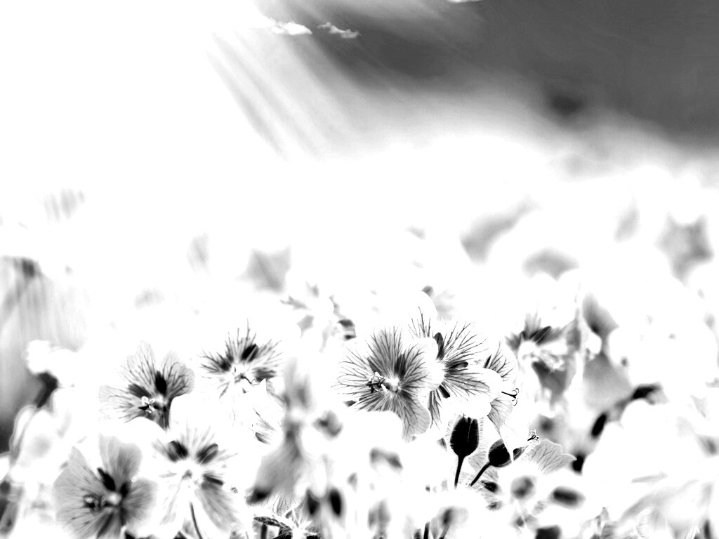 Цветочки обои