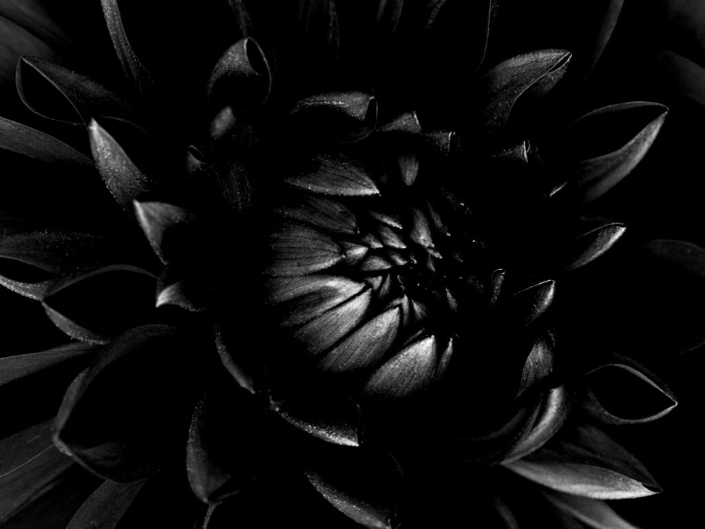 Цветок обои