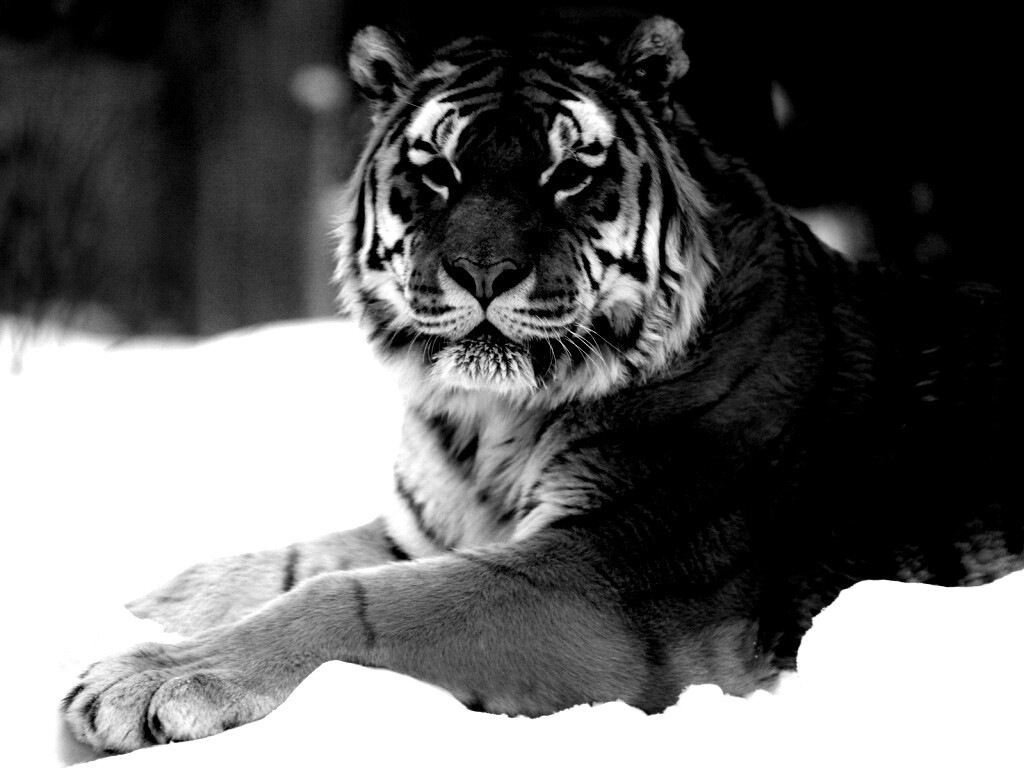 Тигр в снегу обои