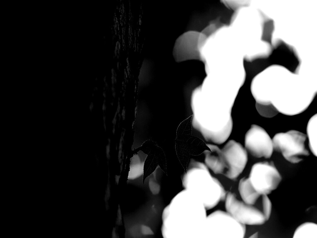 Листок на стволе дерева обои