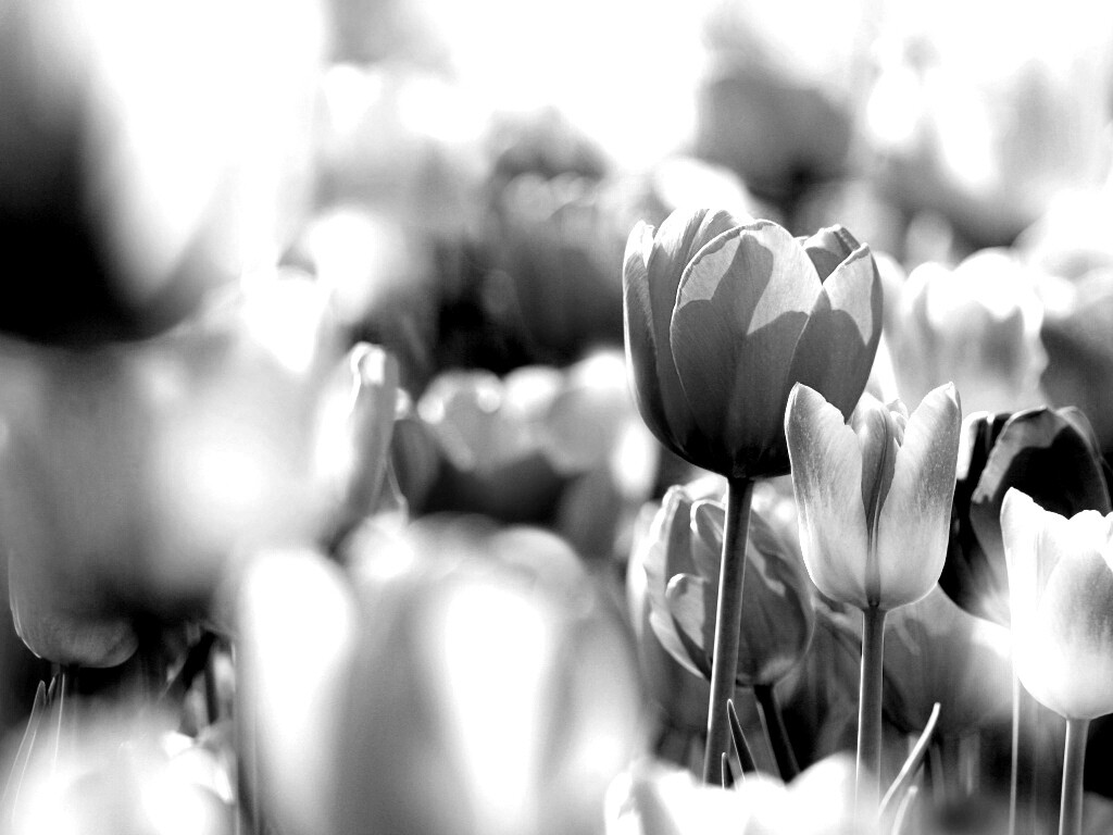 Красивые тюльпаны обои