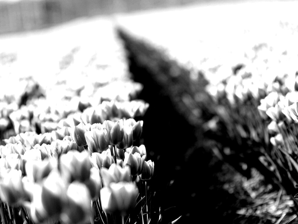 Тропинка в поле розовых тюльпанов обои