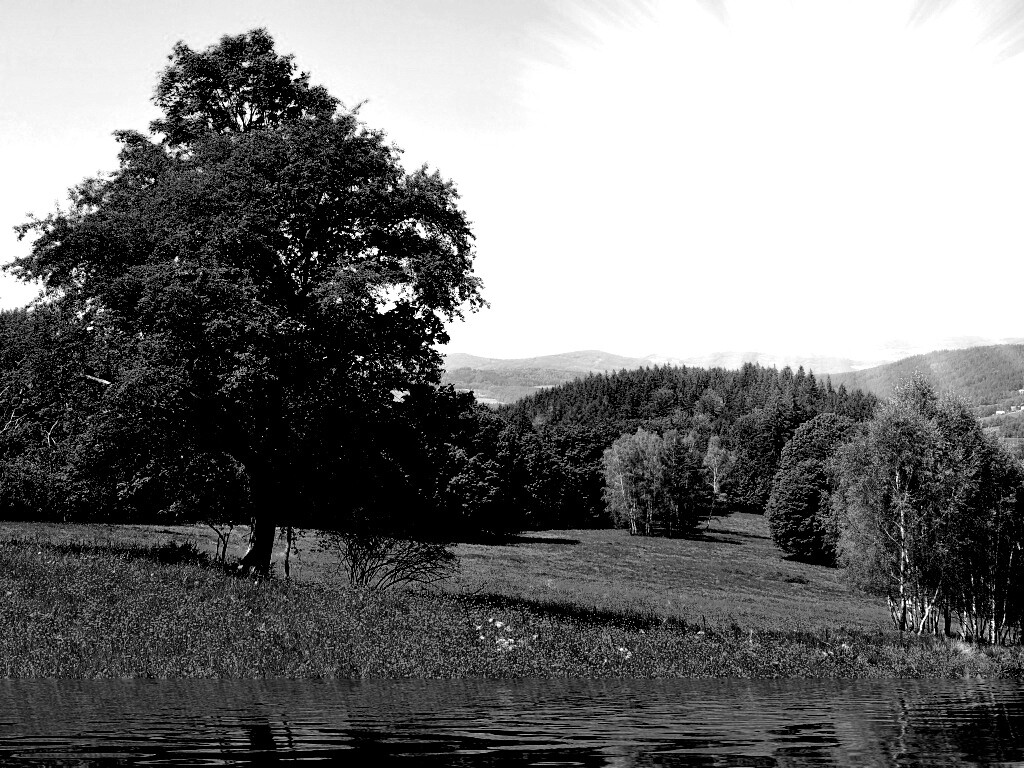 Дерево у воды обои