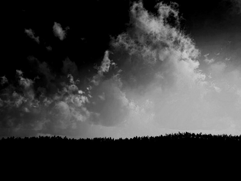 Закат над лесом обои