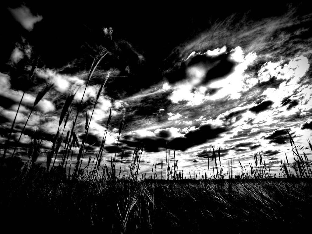 HDR Поле обои