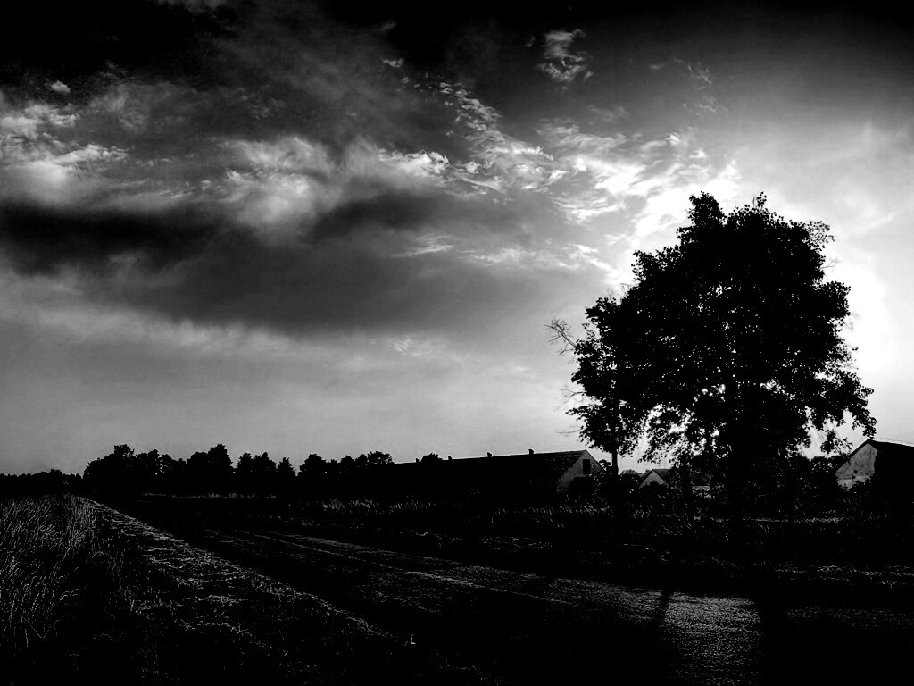 Закат на фоне дерева в HDR обои