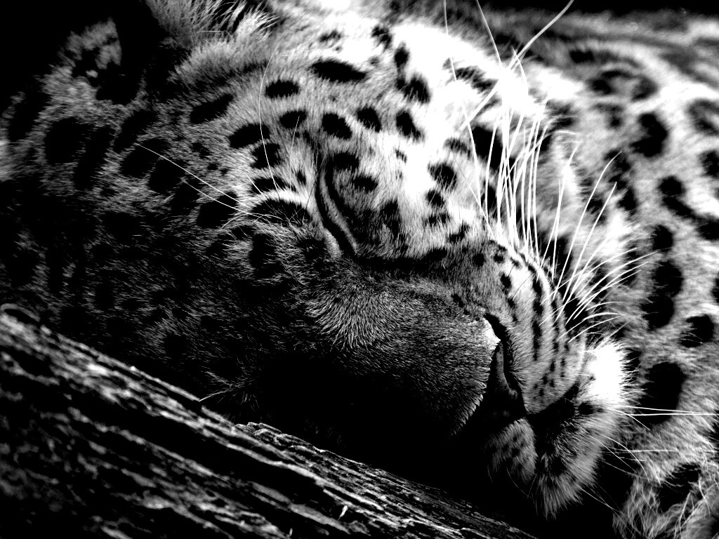 Спящий хищник обои