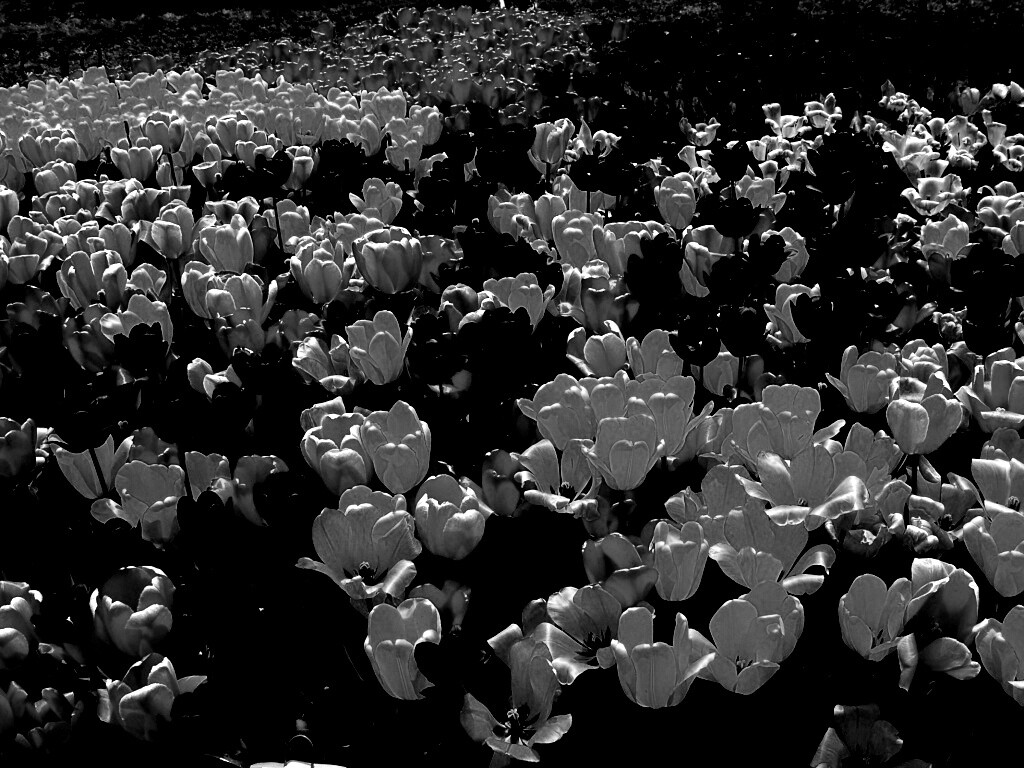 Поле тюльпанов обои