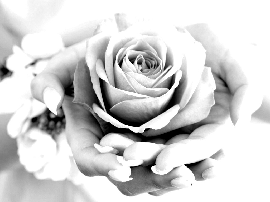 Роза в женских руках обои