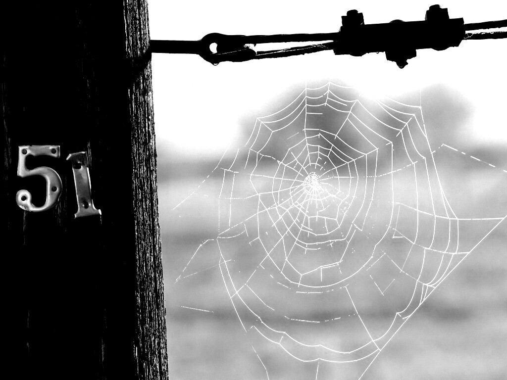 Паутина 51 обои