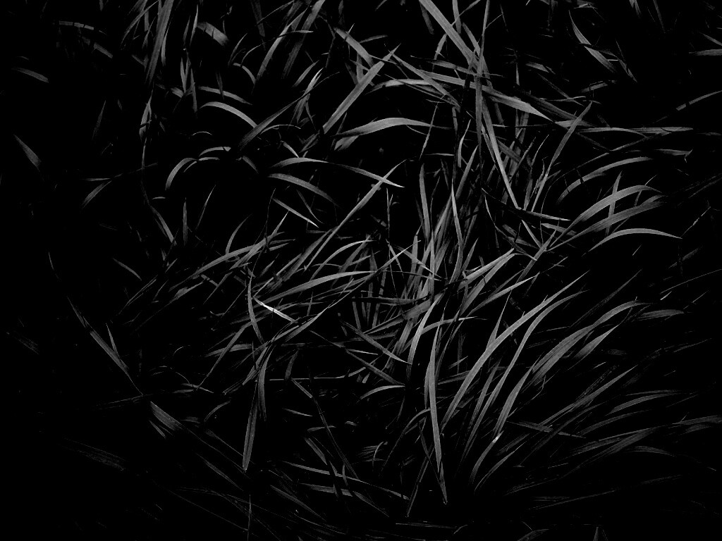 Блеклая трава обои