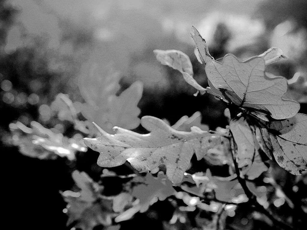 Дубовые листья обои