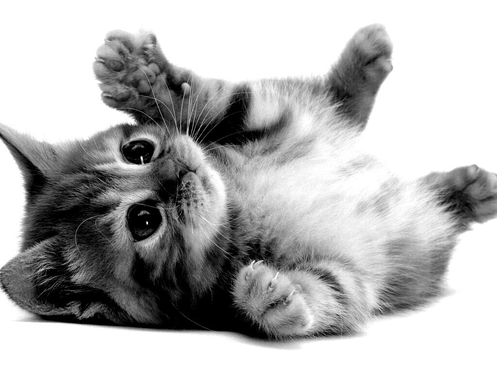 Котёнок обои