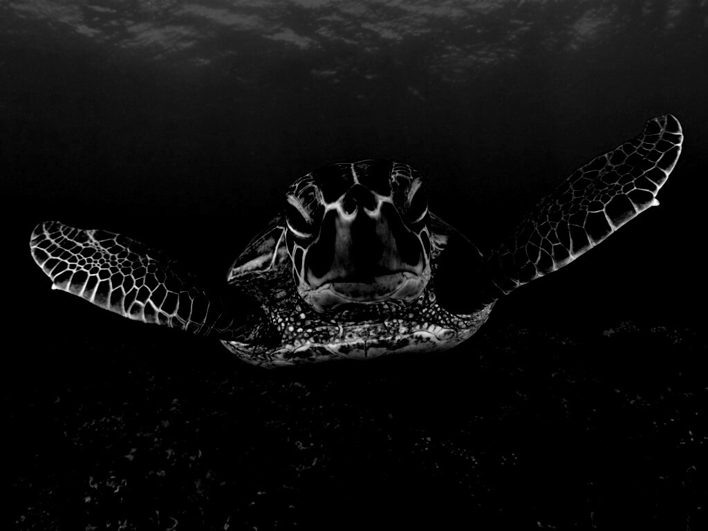 Морская черепаха обои