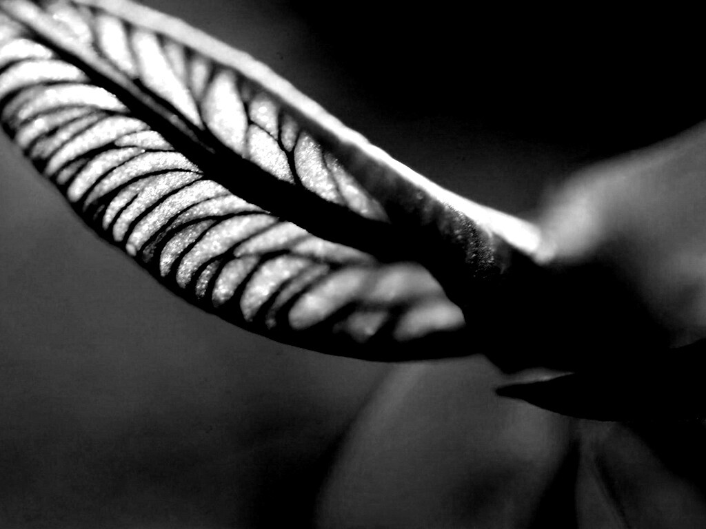 Сетчатый лист обои