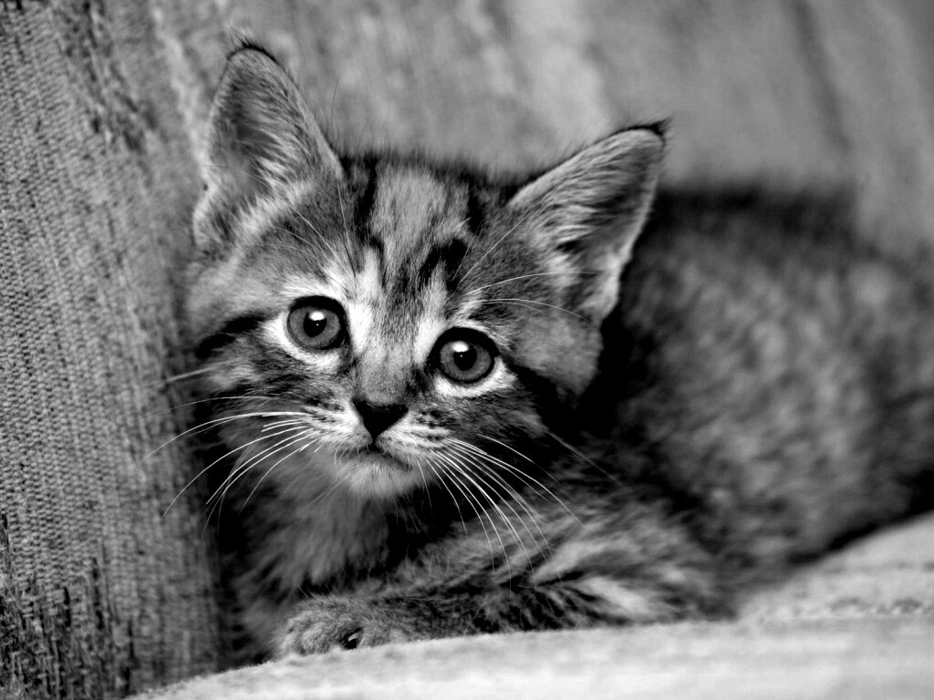 Милый маленький котенок обои