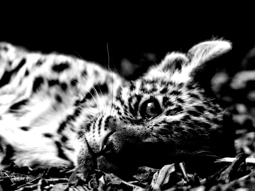 Гепард котенок обои