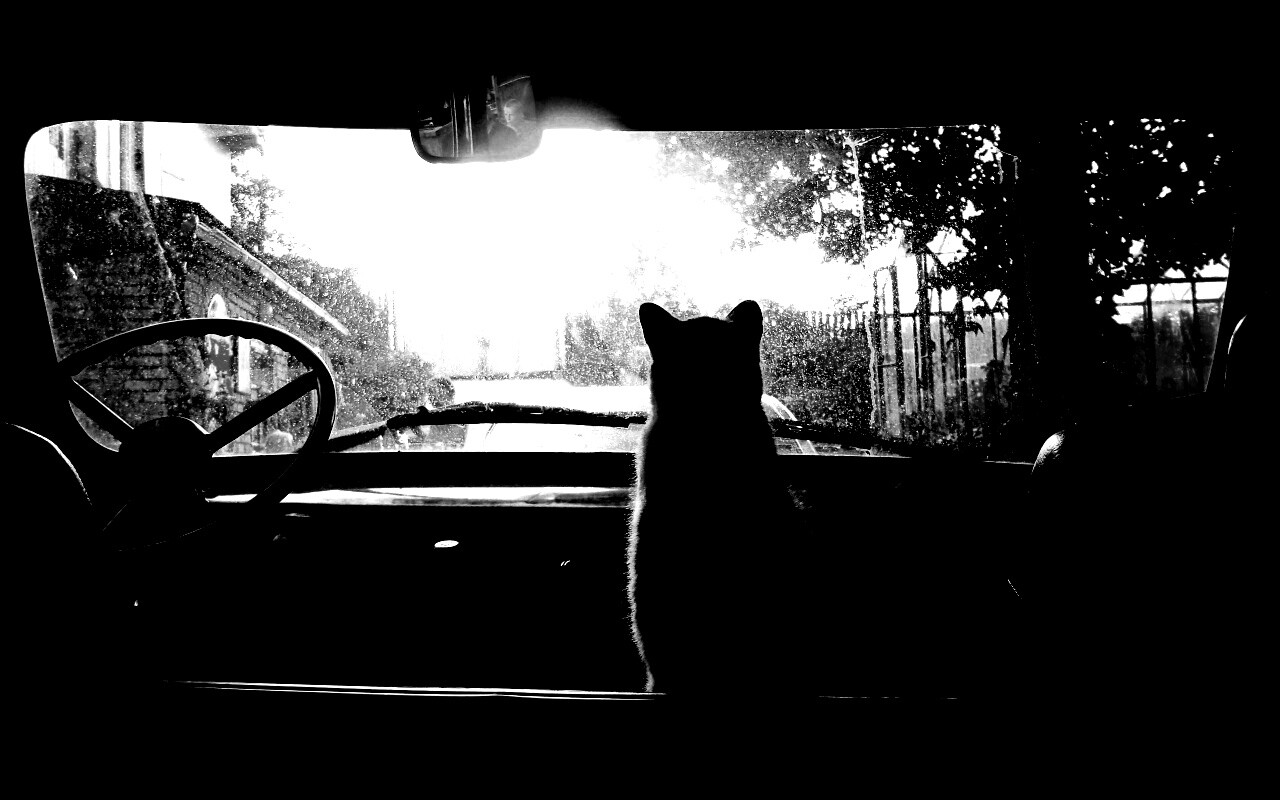 Кот навигатор обои