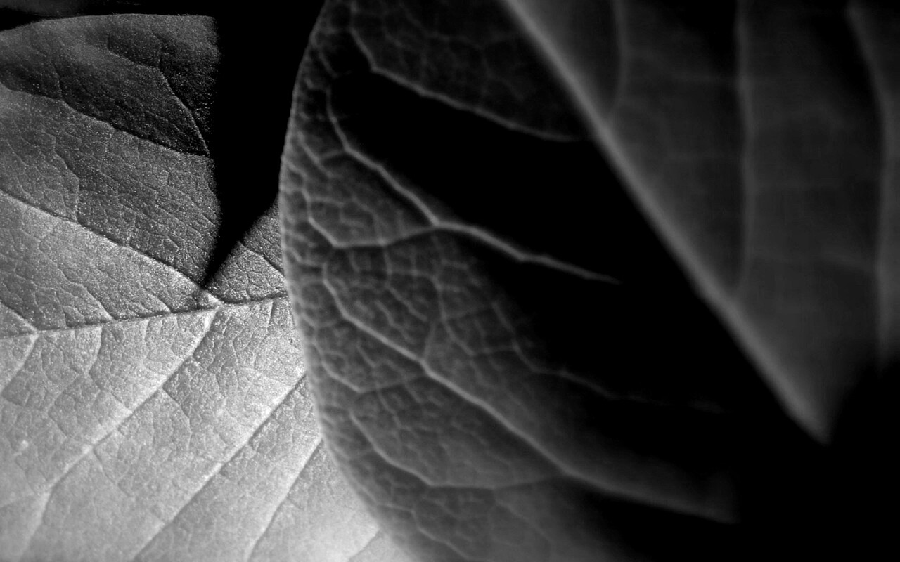 Свет на листве обои