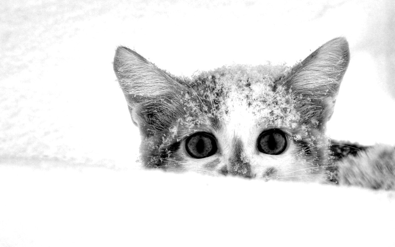 Рыжий котёнок в снегу обои